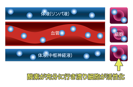 酸素が充分に行き渡り細胞が活性化